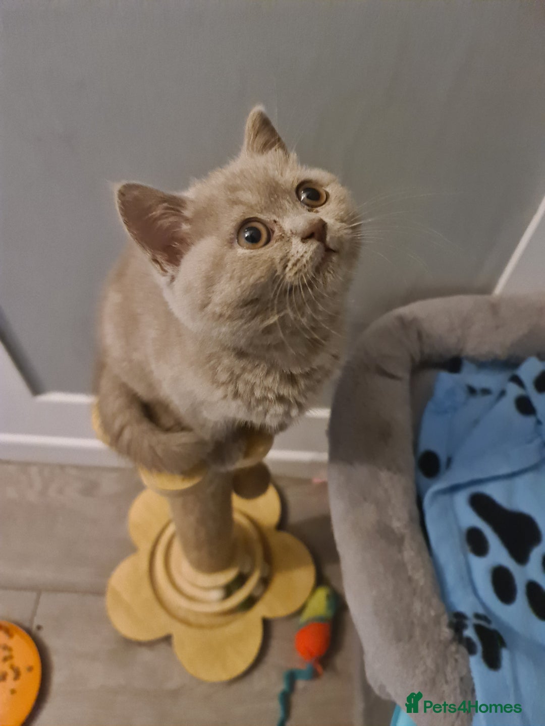 British Shorthair cats for sale: British shorthair kitten READY NOW - Image 5