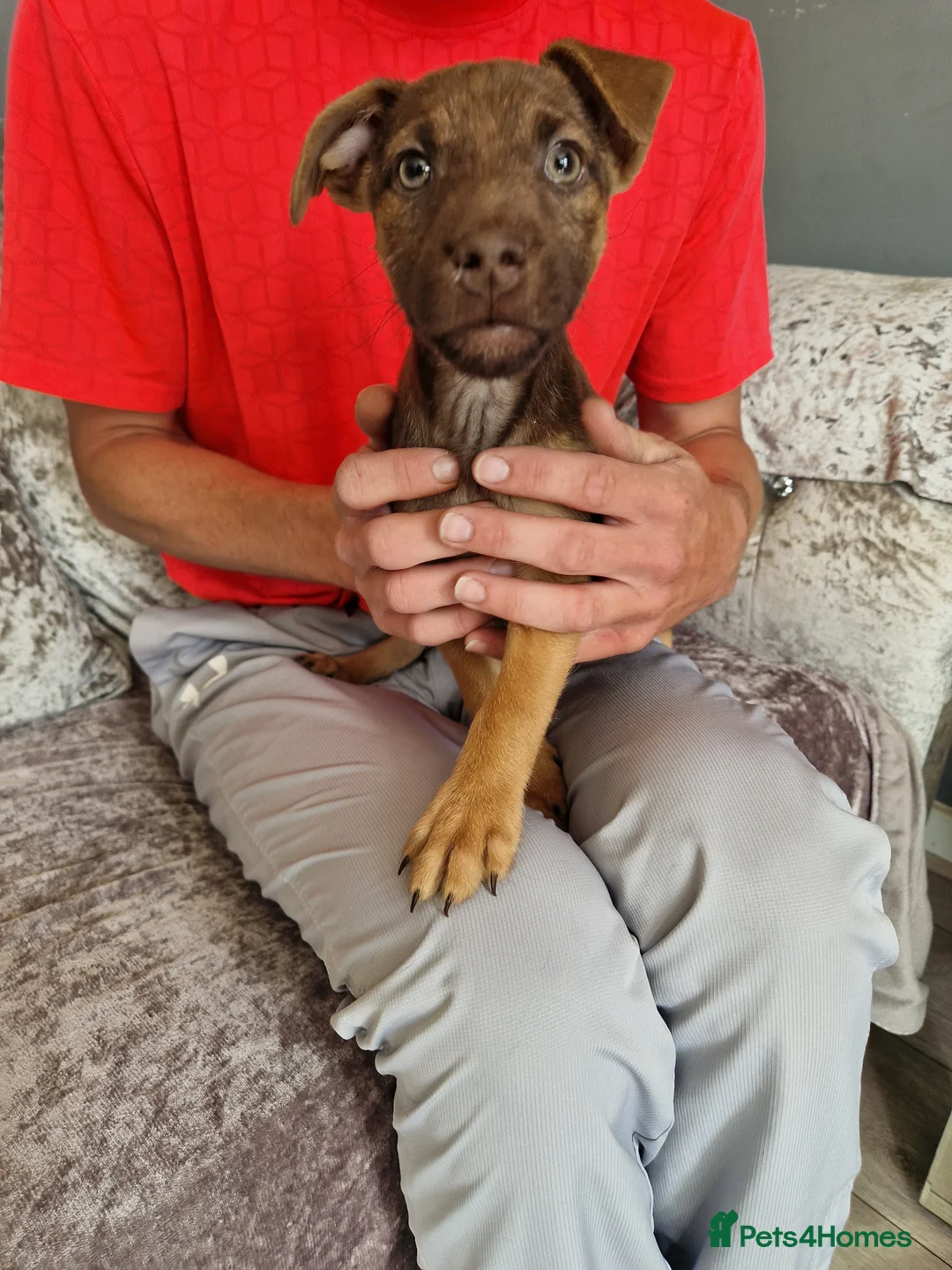 Patterdale Terrier dogs for sale: 1 sable patterdale terrier puppy - Advert 1