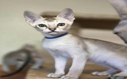 Singapura cats for sale: Stunning Singapura kittens  - Image 1
