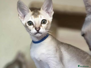 Singapura cats - Advert 1