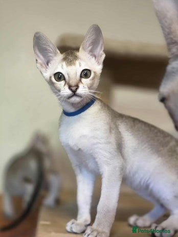 Singapura cats - Advert 1