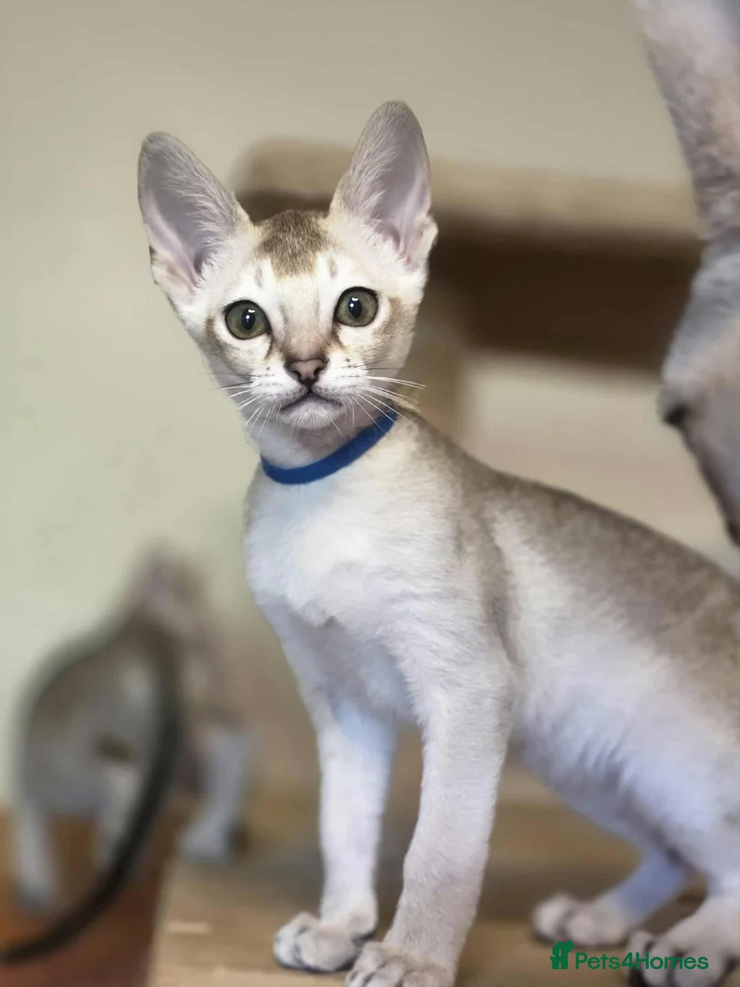 Singapura cats for sale: Stunning Singapura kittens  - Advert 5