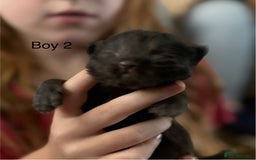 Siberian cats for sale: Full Siberian Litter. Quick sales before holiday - Image 15