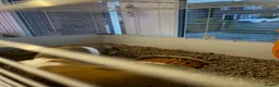 Guinea Pig rodents for sale: Dexter and Dante - Advert 10