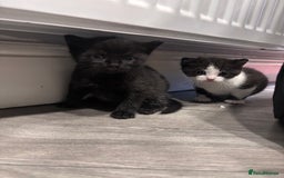 Mixed Breed cats for sale: Two boy kittens for sale - Image 4