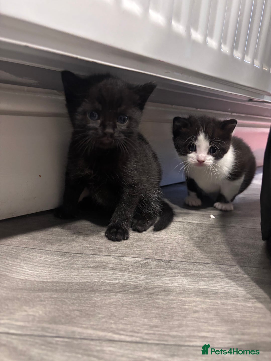 Mixed Breed cats for sale: Two boy kittens for sale - Image 4