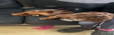 Dachshund 1