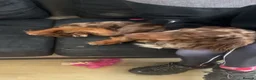 Dachshund dogs for sale: 2 year old dachshund in Liverpool - Advert 3
