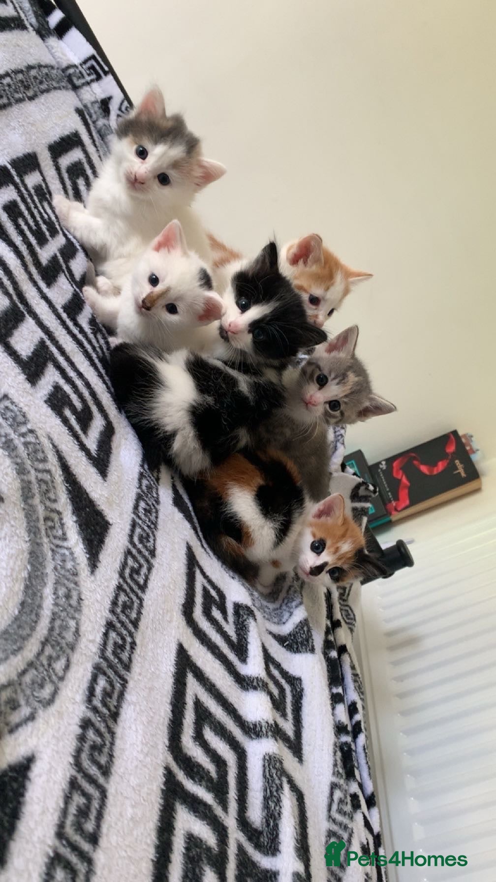 Mixed Breed cats Kittens for sale  - Advert 2
