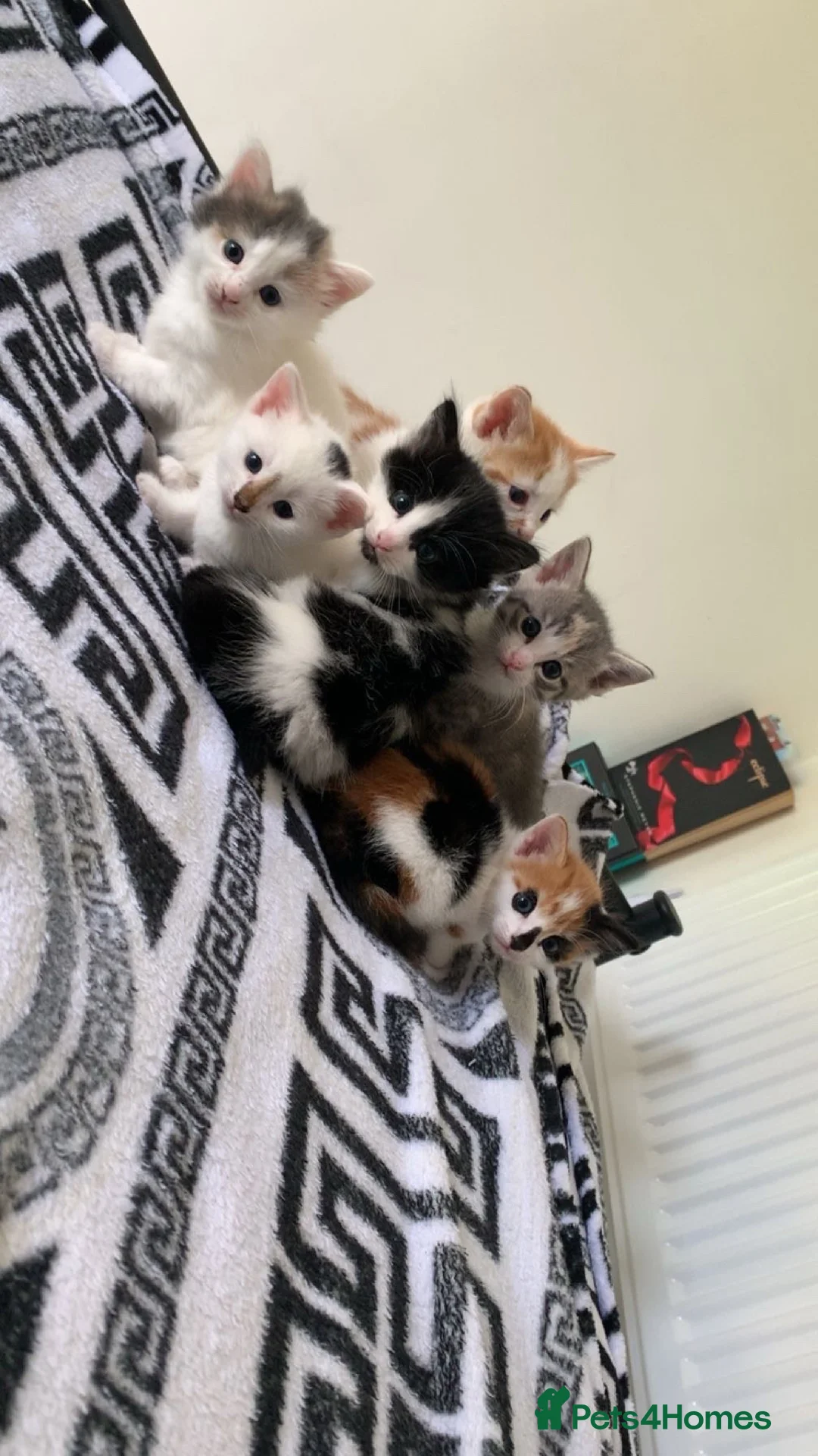 Mixed Breed cats for sale: Kittens for sale  in Nelson - Advert 1