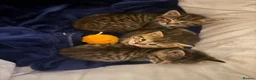Mixed Breed cats for sale: 3 female kittens  - Advert 5