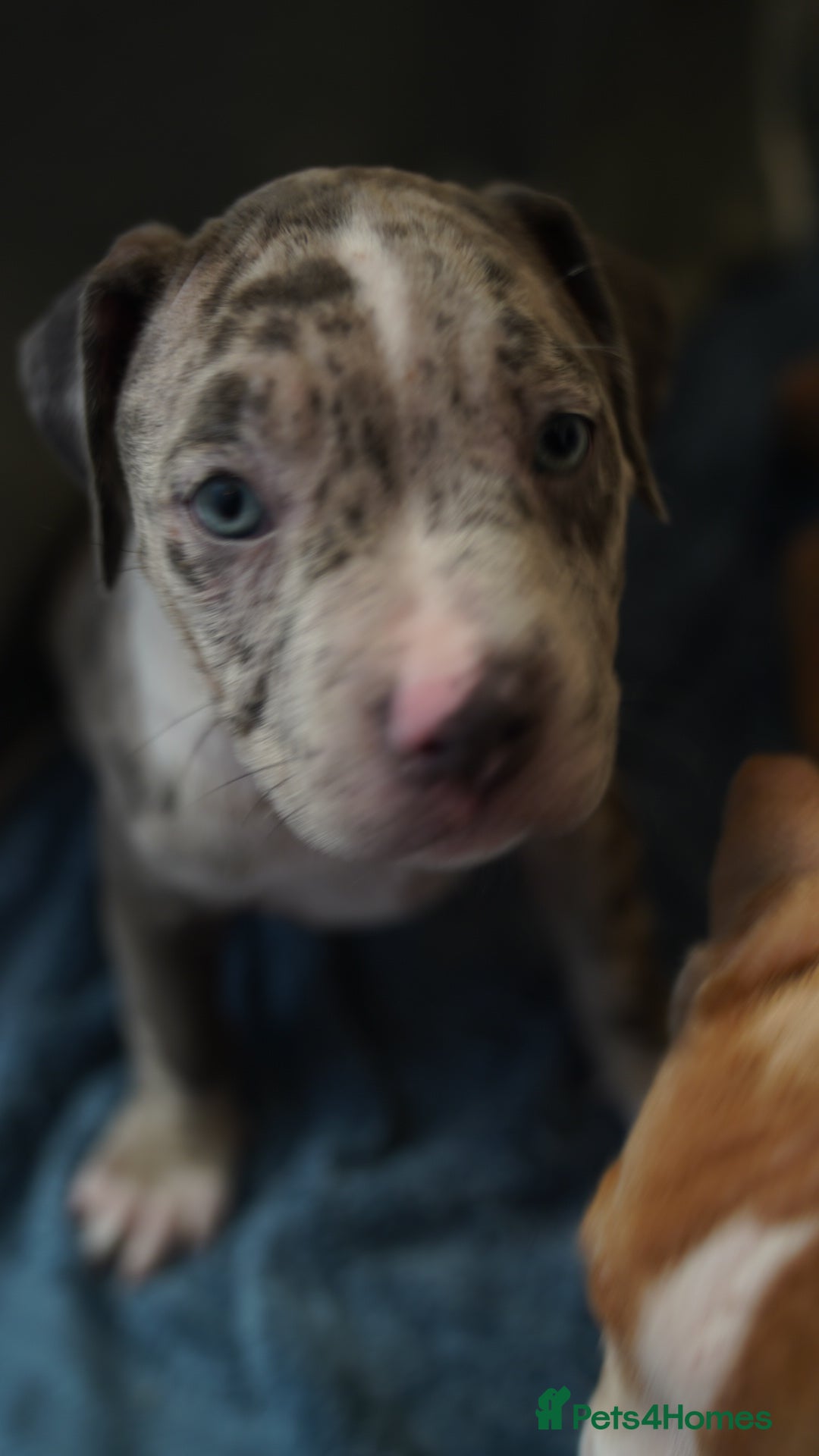 Dorset Olde Tyme Bulldogge dogs for sale: Olde Tyme Bulldog Cross Puppies - Ready Now - Image 4