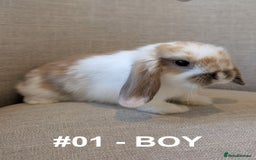 Mini Lop rabbits for sale: Exceptional Mini-Lops. Collect from: 13th October - Image 7
