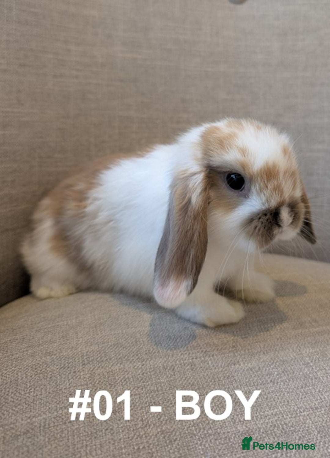 Mini Lop rabbits for sale: Exceptional Mini-Lops. Collect from: 13th October - Image 7