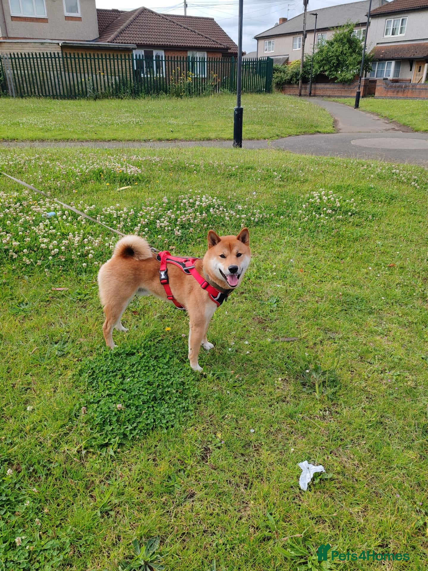 Japanese Shiba Inu dogs Boy shiba inu  - Advert 4