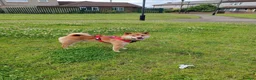 Japanese Shiba Inu dogs for sale: Boy shiba inu  - Advert 1