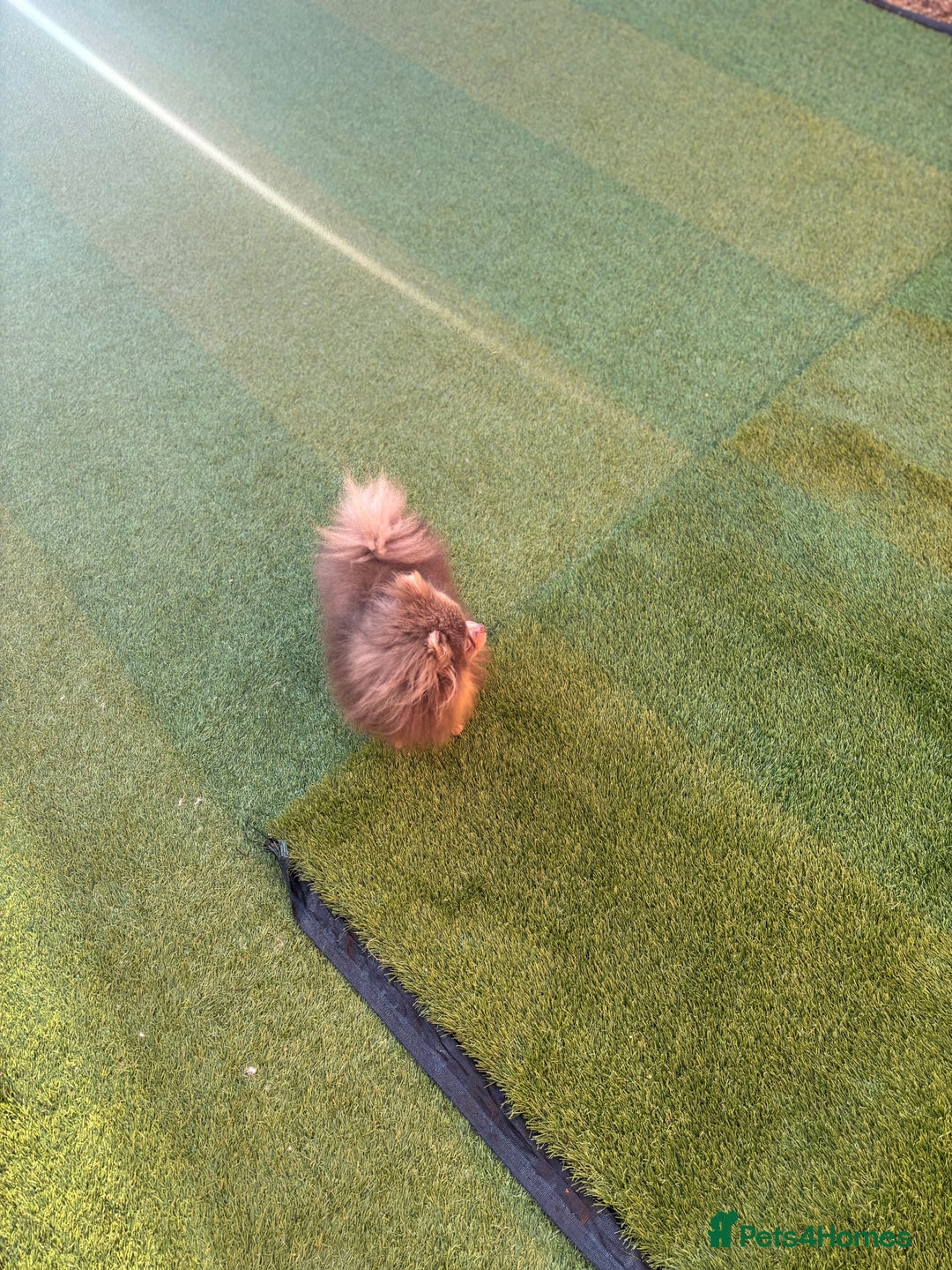 Pomeranian dogs for stud: 1.6kgPuppysize teddybear lilac and tan Pomeranian  - Advert 8