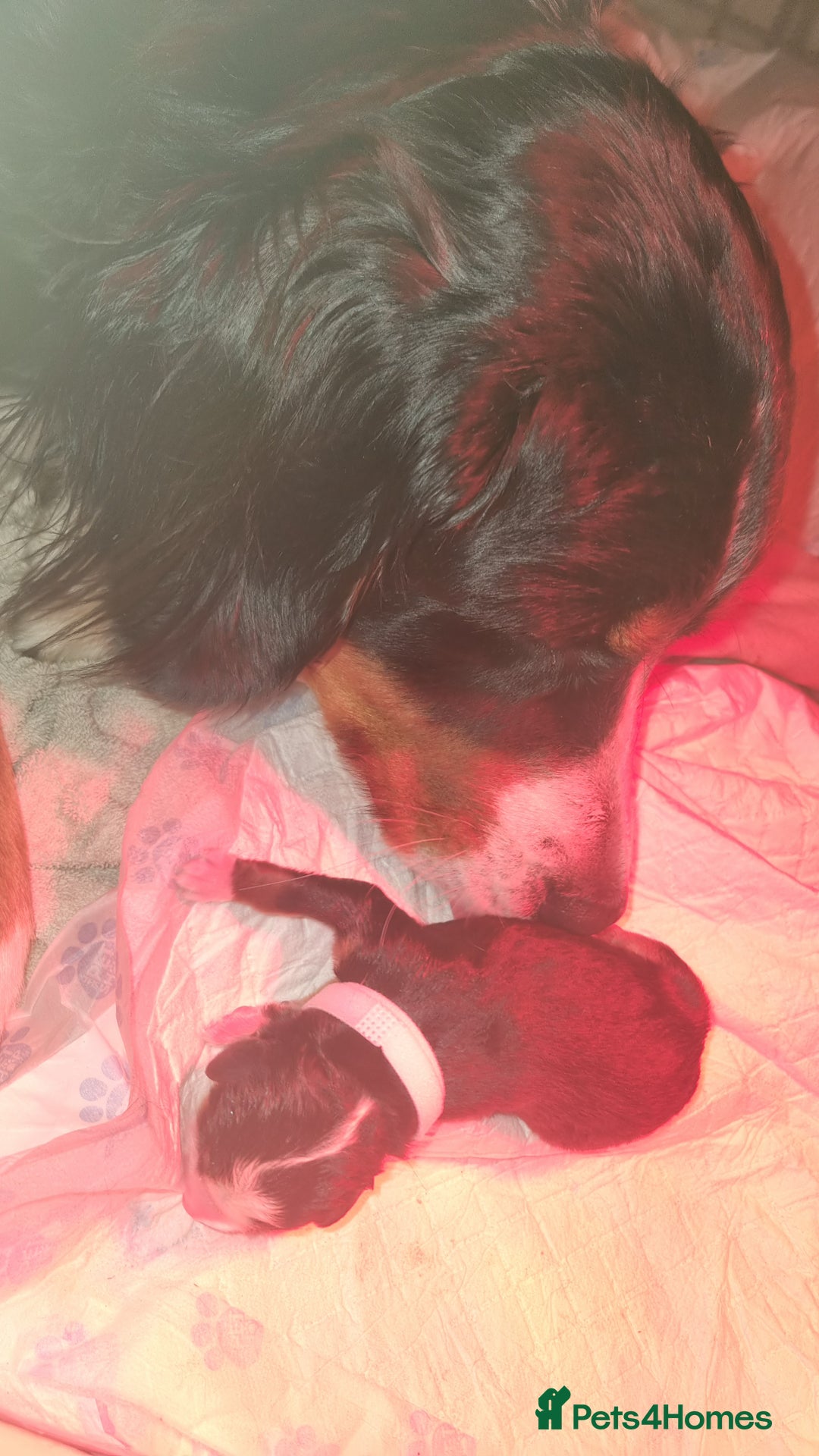 Bernese Mountain Dog dogs for sale: Bernese mountain dog for sale - Advert 8