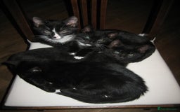 British Longhair cats for sale: British Longhair mix Kittens  - Image 20