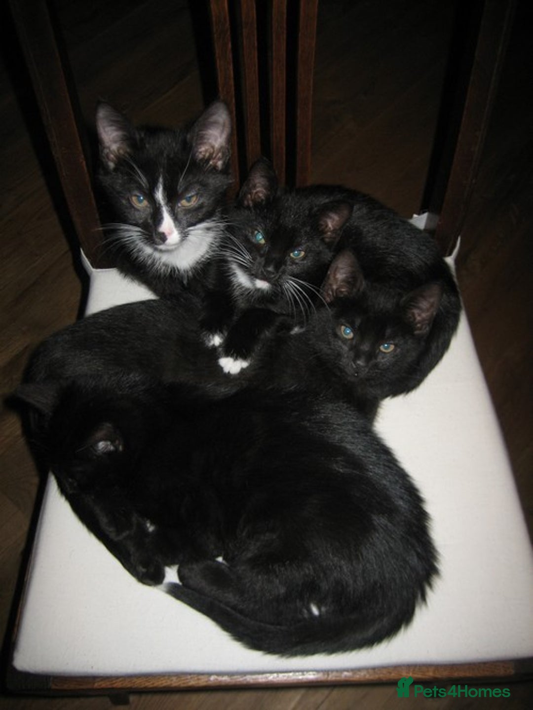 British Longhair cats for sale: British Longhair mix Kittens  - Image 20