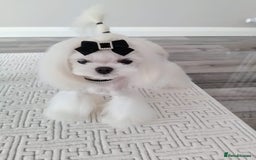 Maltese dogs for stud: 🖤Tiny Korean doll face Maltese boy 🖤 - Image 1