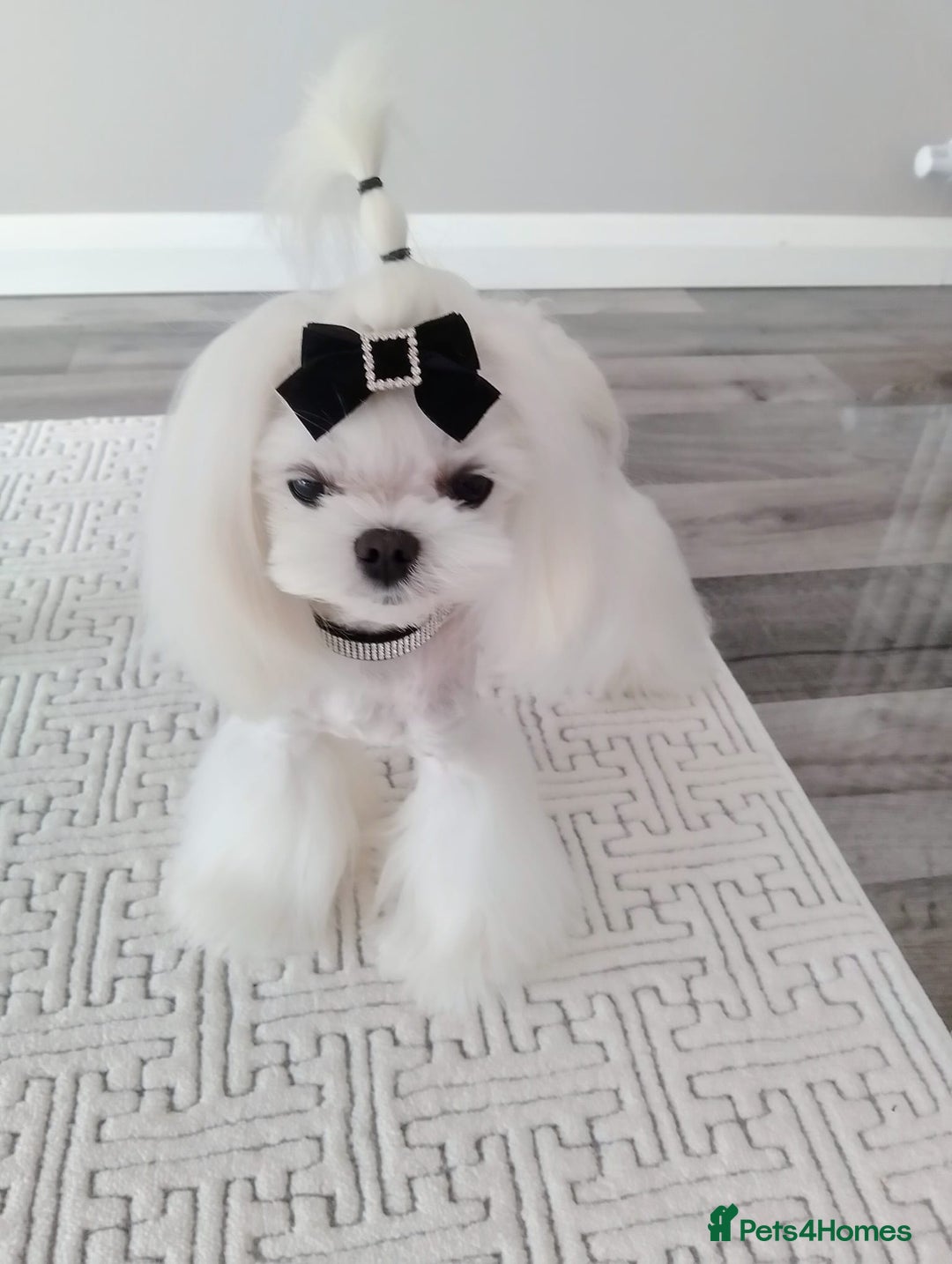 Maltese dogs for stud: 🖤Tiny Korean doll face Maltese boy 🖤 - Image 1