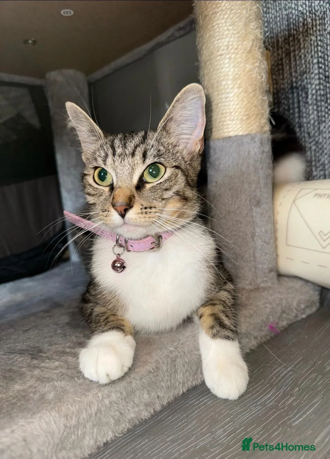 Mixed Breed cats for sale: 5 Ragdoll x Tabby Kittens | Boys | Ready Soon 🏡 - Advert 19