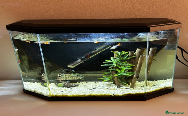 Other/Mixed Breed fish - Advert 1
