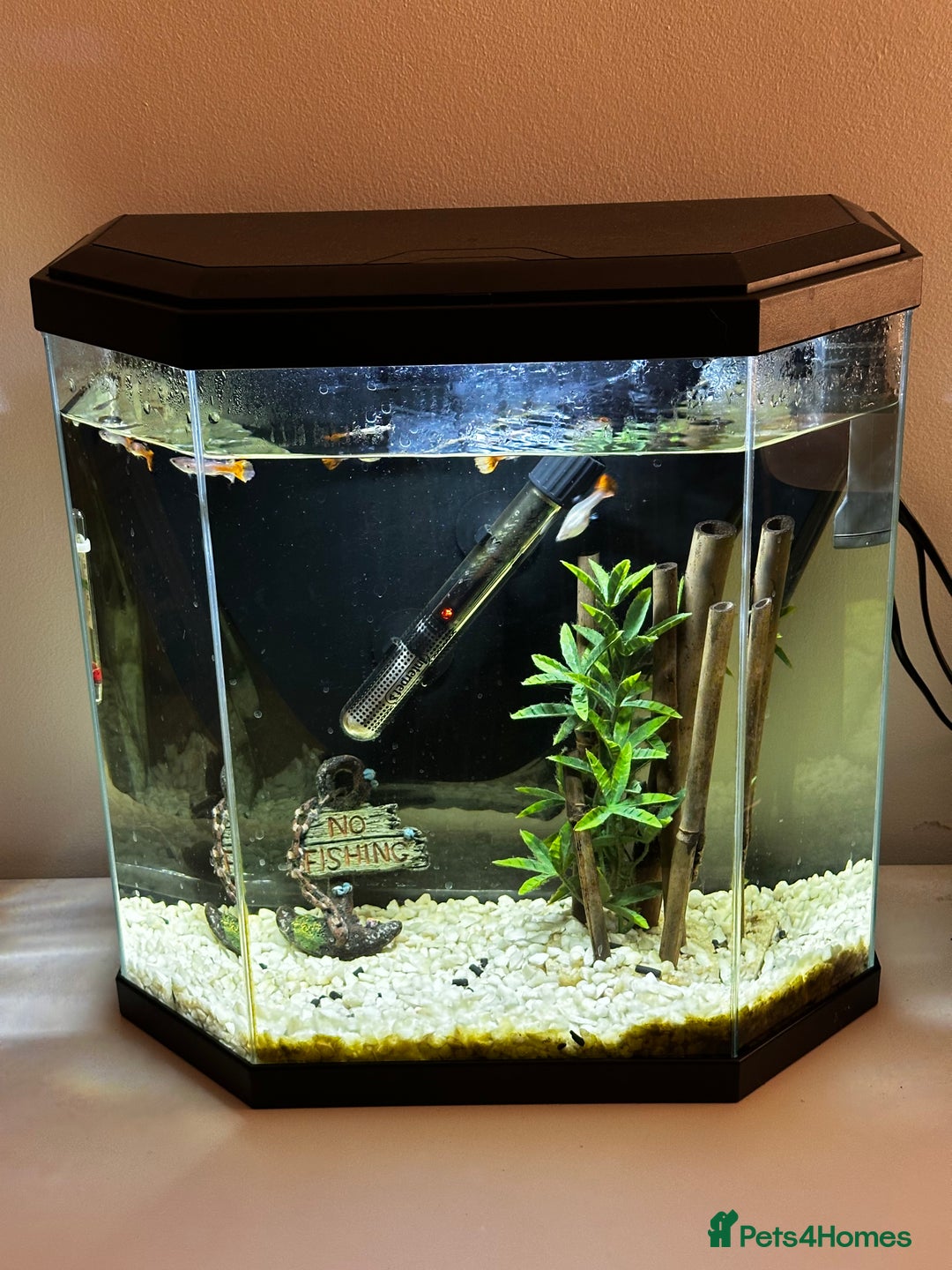 Other/Mixed Breed fish for sale: Guppies with 25L tank  - Image 1