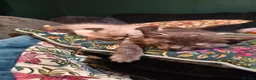 Mixed Breed cats for sale: Kittens. South Bristol. - Advert 5