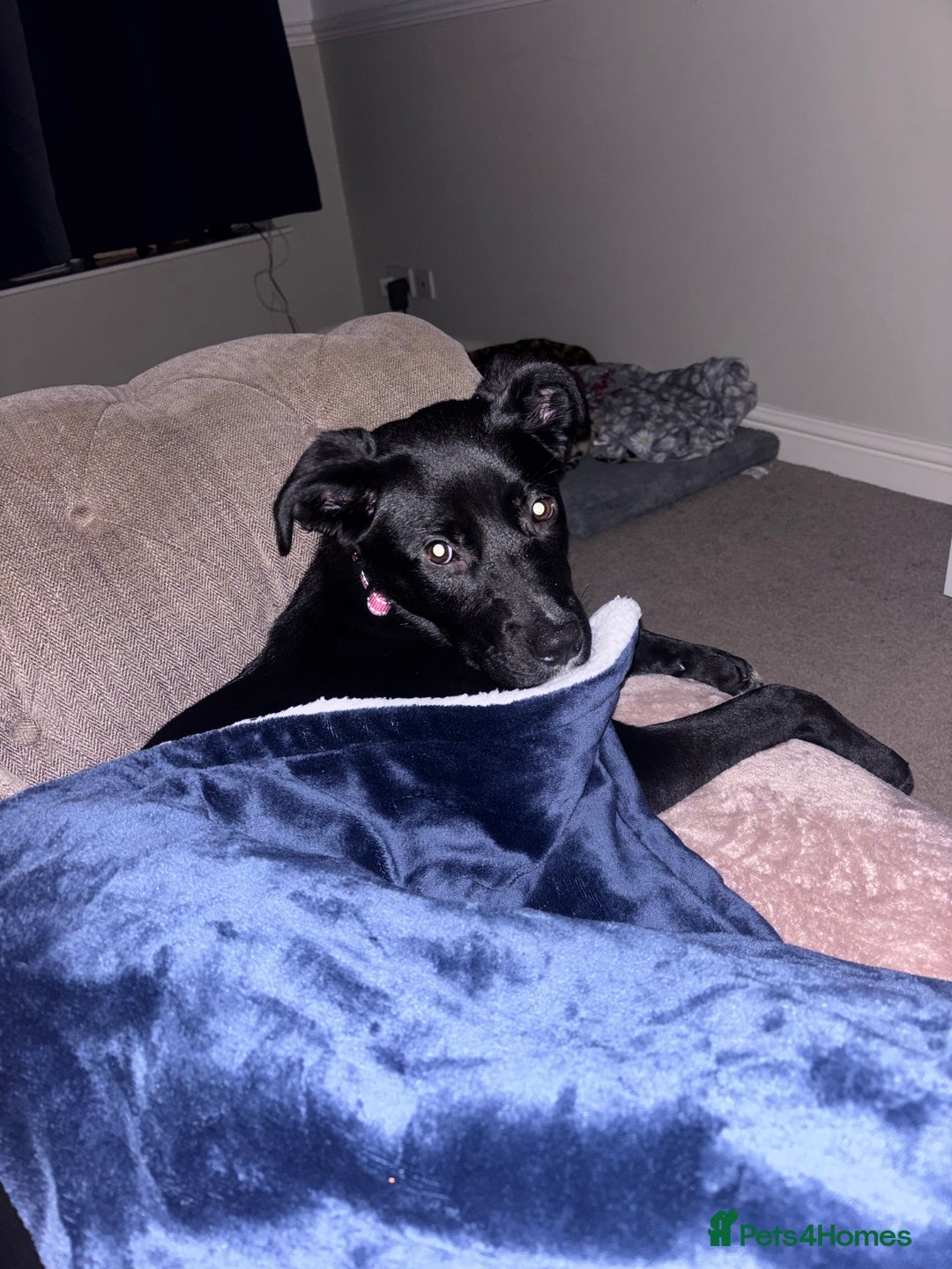 Mixed Breed dogs for sale: Pookie/peggy  - Advert 1