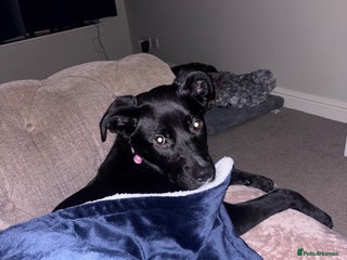 Mixed Breed dogs Pookie/peggy - Advert 1