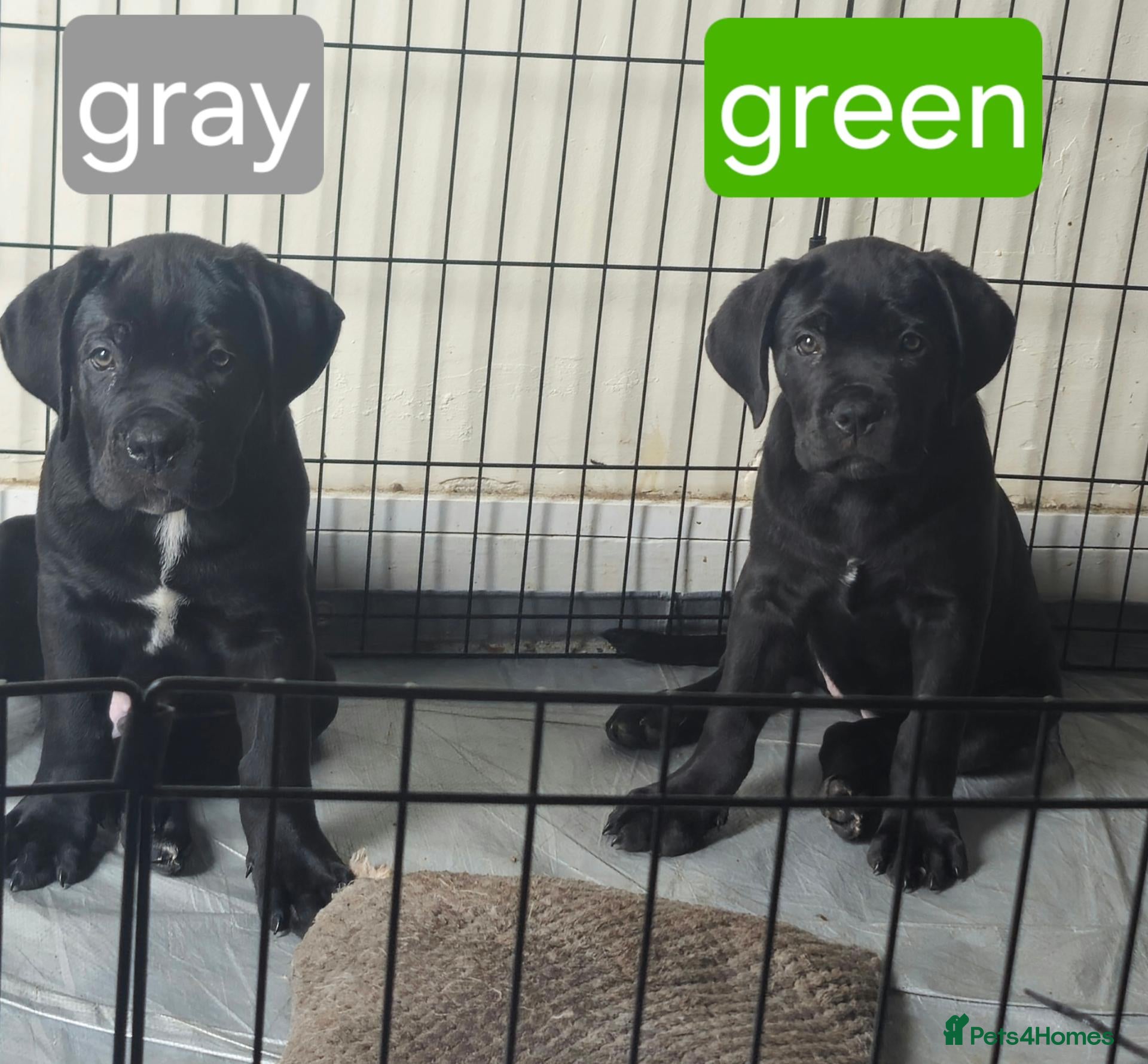 Cane Corso dogs *Ready to leave* Cane Corso puppys  - Advert 8