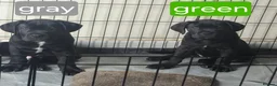 Cane Corso dogs for sale: *Ready to leave* Cane Corso puppys  - Advert 1