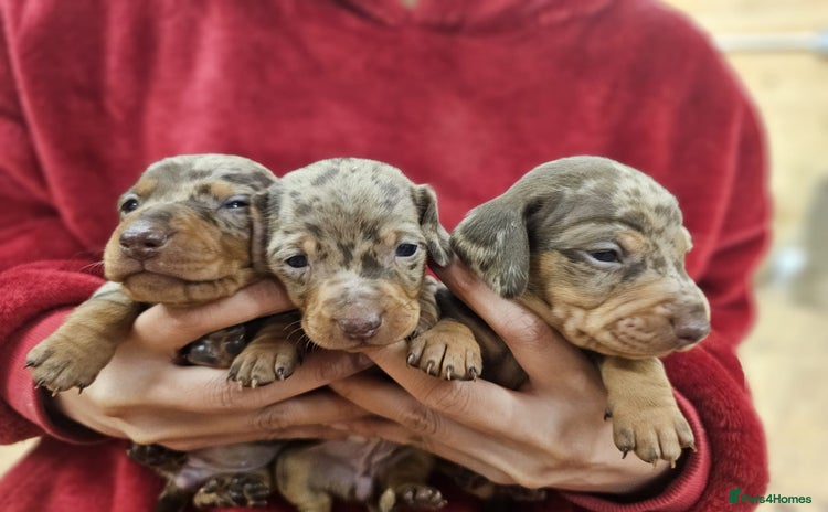 Miniature Dachshund dogs - Advert 9