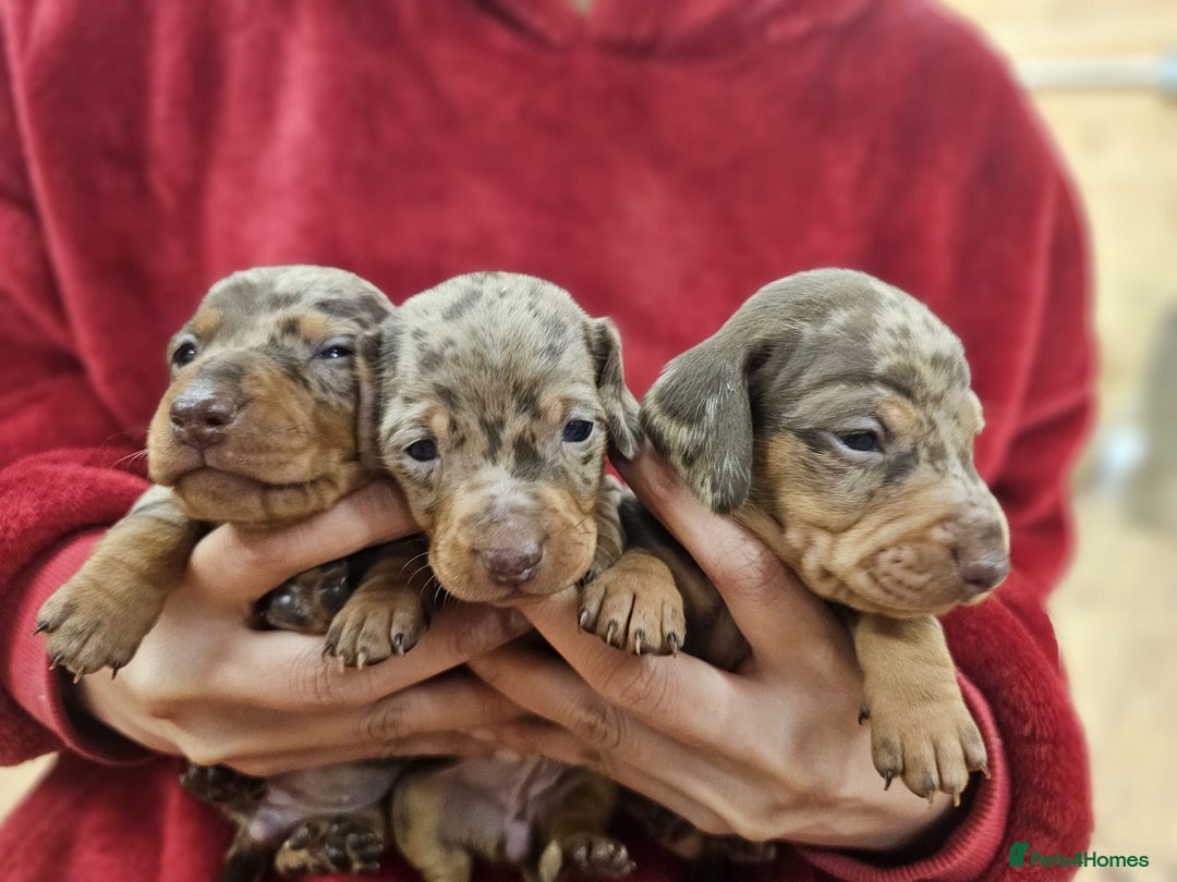 Miniature Dachshund dogs for sale: KC Mini Dachshund Dapple Girls & Boys and Tan Boy - Image 1