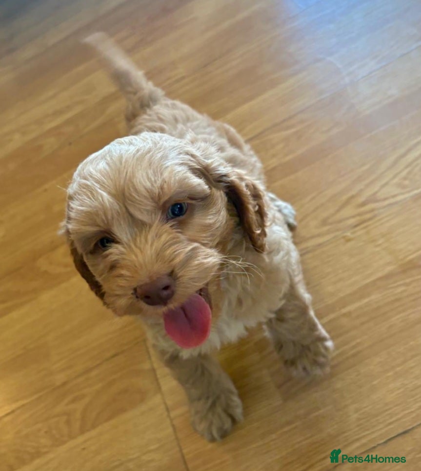 Cockapoo dogs Beautiful cockerpoos - Advert 2