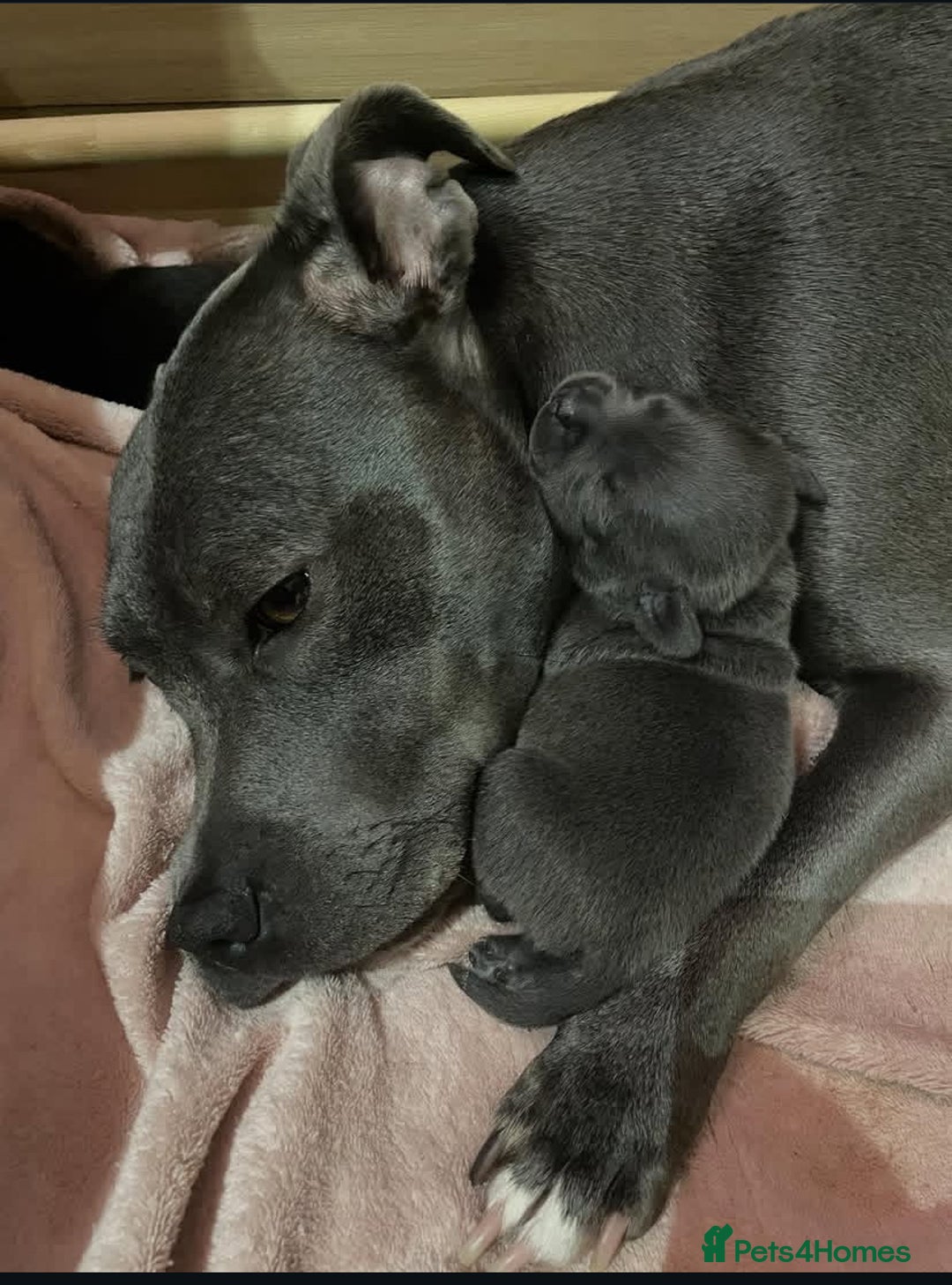 Staffordshire Bull Terrier dogs for sale: Gorgeous Blue&Black Pedigree Staffy’s Puppies  - Advert 8