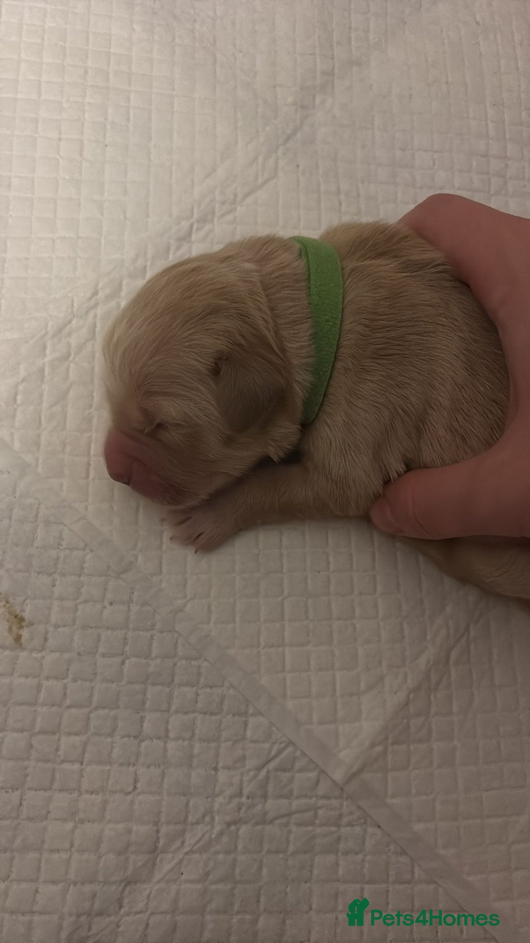 Golden Retriever dogs for sale: KC Registered Golden Retriever puppies - Image 7