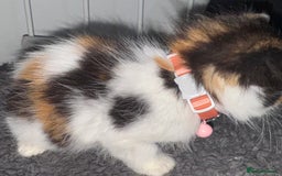 Mixed Breed cats for sale: Semi-longer hair calico  - Image 8