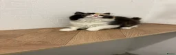 British Longhair cats for sale: Black tortie and white cinnamon carrier  - Advert 7