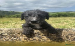 Mixed Breed dogs for sale: Stunning Bedlington x whippet puppies  - Image 10