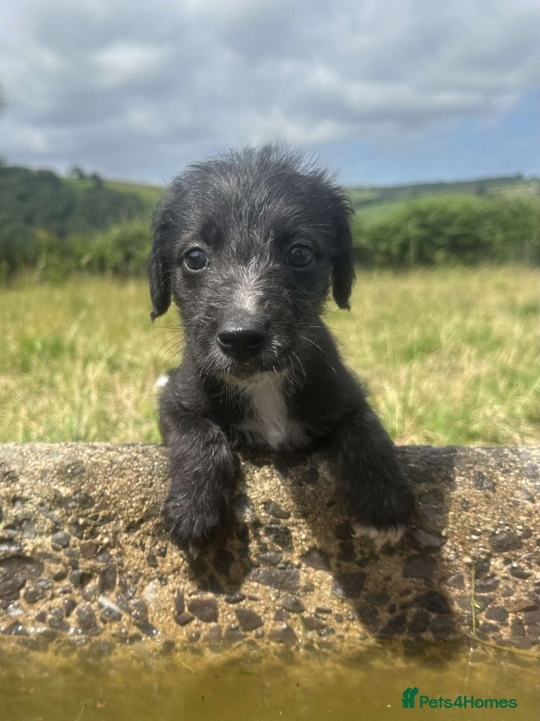 Mixed Breed dogs for sale: Stunning Bedlington x whippet puppies  - Image 10