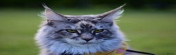 Maine Coon cats for sale: Beautiful Tica Registered Maine Coon Female  - Advert 2