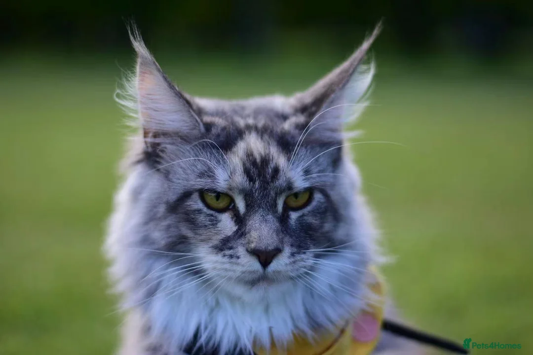 Maine Coon cats for sale: Beautiful Tica Registered Maine Coon Female  - Advert 2