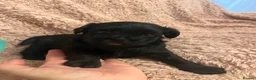 Mixed Breed dogs for sale: Cockerpoo x Brussels Griffon puppies - Advert 10