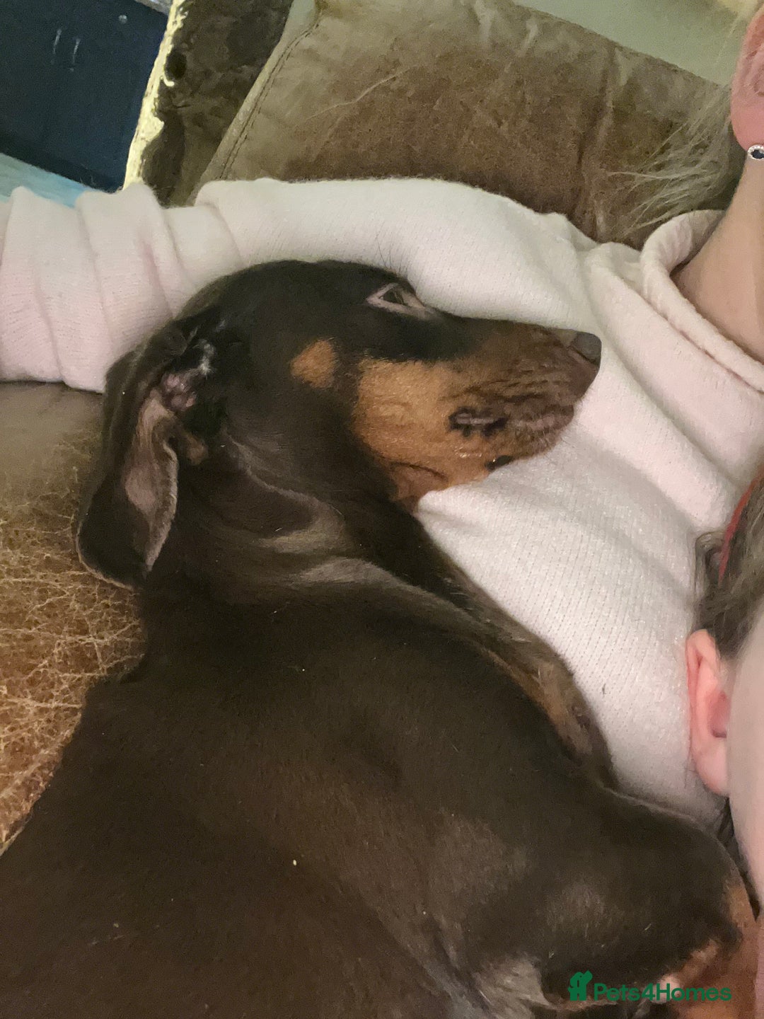 Miniature Dachshund dogs for sale: Gorgeous short & Long haired boys - Image 7