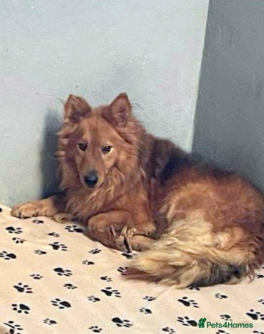 Mixed Breed dogs MONTY – an example of Resilience and Devotion - Advert 2