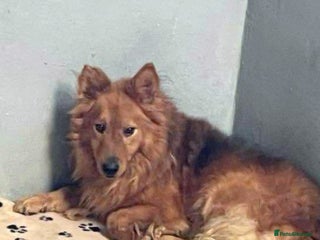 Mixed Breed dogs MONTY – an example of Resilience and Devotion - Advert 1