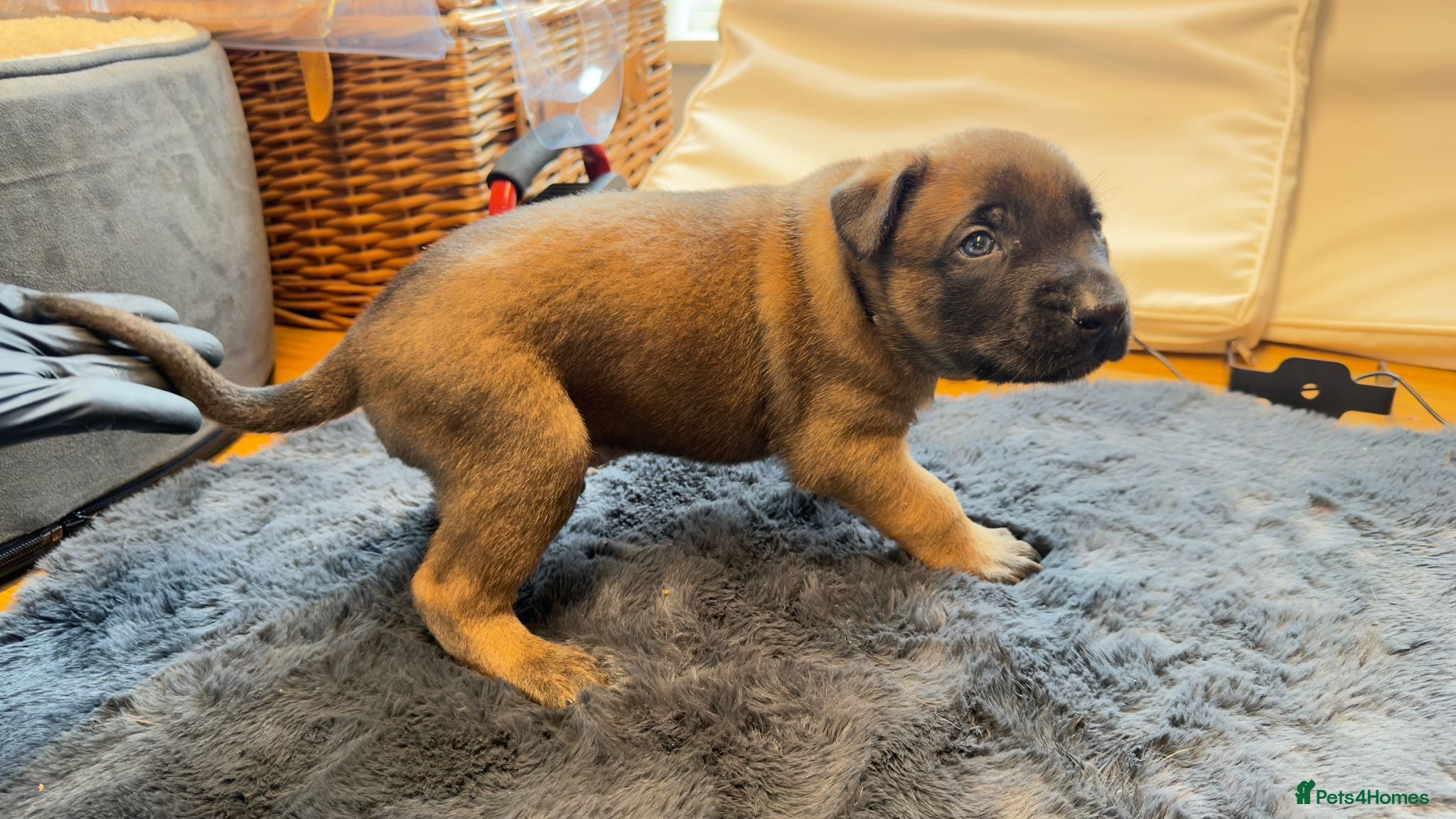 Belgian Shepherd Dog dogs Champion lines Dutch herder / Malinois puppies  - Advert 1